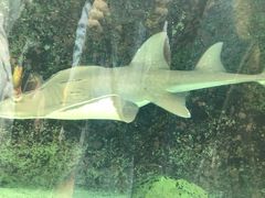 -悉尼海洋生物水族馆