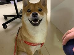 -特一安24小时宠物医院·骨科·中兽医