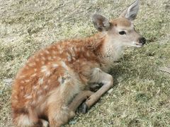 -北京鹿世界主题园