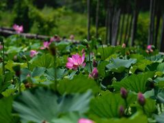 -承德避暑山庄景区