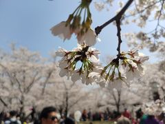 -顾村公园
