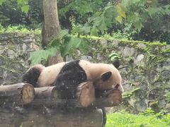 -都江堰中华大熊猫苑