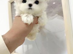 -萌宠之家·腊肠犬·马尔泰·小体犬舍