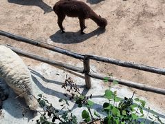 -青藏高原野生动物园