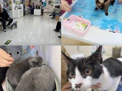 -美联众合动物医院·24h京西诊疗中心