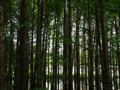 -桤木河湿地公园