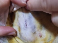 -伟伟宠物医院·CT影像中心·瑞派犬猫综合性门诊(汉口总院)