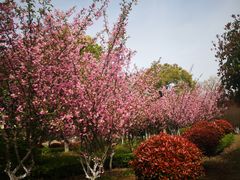 -范蠡湖公园