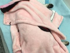 -萌兽医馆·绝育·24小时内科·宠物医院(德胜店)