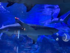 -烟台海昌鲸鲨海洋公园