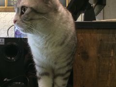 -吉丁鸟咖·异宠·寄养