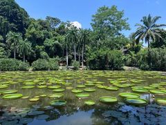 -中国科学院西双版纳热带植物园