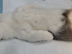 -荔康动物医院(康王北路店)