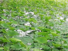 -长春市南湖公园