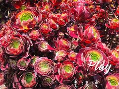 -墨尔本皇家植物园