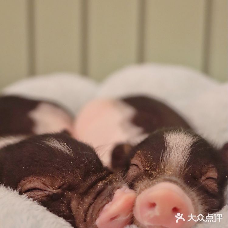 🎀治愈系萌宠馆！穿洛丽塔和羊驼梅花鹿一起玩