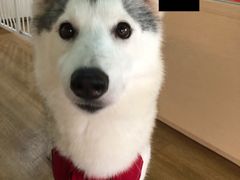 -Husky Go! 哈士奇体验馆·宠物咖啡厅狗咖