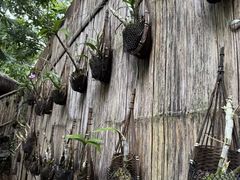 -西双版纳原始森林公园