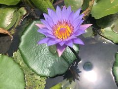 -喜茶(永旺梦乐城店)