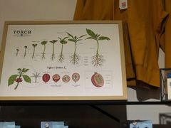 -Torch Coffee 炬点咖啡