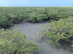 -北海金海湾红树林生态旅游区