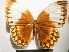 -上海昆虫博物馆