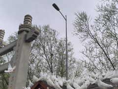 -天津妈祖文化园