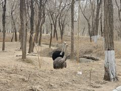 -北京野生动物园