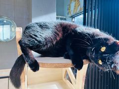 -豆逗聊愈猫阁Easy Life
