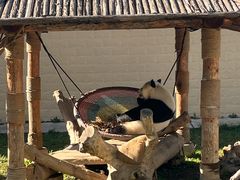 -石家庄市动物园