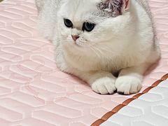 -喵zoo家庭繁育猫舍(尖东智能花园店)