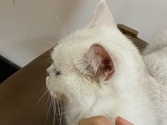-猫爪屋猫咖(乐汇城店)