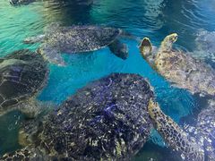 -烟台海昌鲸鲨海洋公园