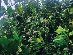 -白塘生态植物园