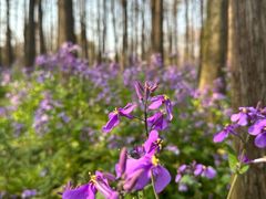 -上海共青森林公园