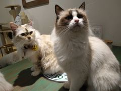 -喵喵咪呀布偶猫咖(春熙路店)