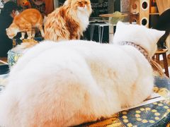 -平行世界·猫咖(首经贸店)