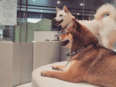 -柴务处·柴犬主题狗咖