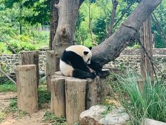 -都江堰中华大熊猫苑