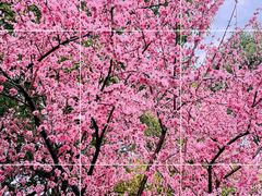 -上海滨江森林公园