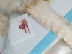 -关爱宠物医院·猫科中心·消化科(滨湖万达分院)