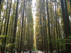 -黄海国家森林公园