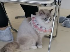 -怪兽屋·羊驼·猫咖·狗咖(俊华广场店)