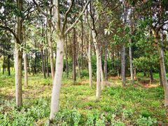 -昆山城市生态森林公园