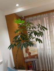 -HEYAN荷妍专业脱毛连锁机构