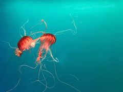 -多彩贵州城极地海洋世界