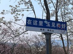 -梅花山(明孝陵内)