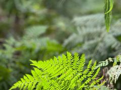 -五营红松林海景区