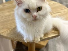 -楼上猫咖(罗湖店)