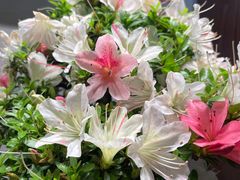 -双季花艺园艺市场(浦东店)